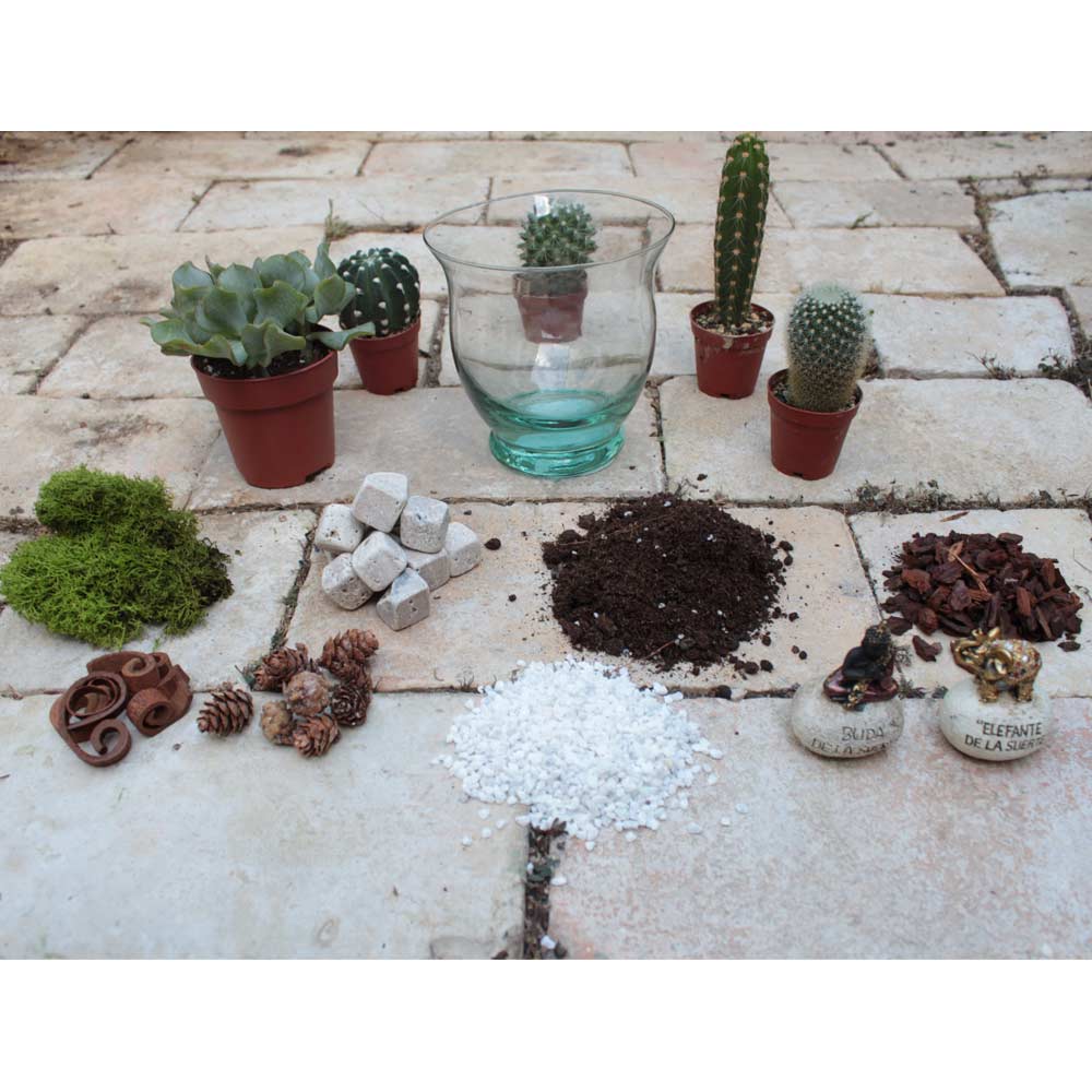Kit terrario cactus de la suerte – Flores Coclico