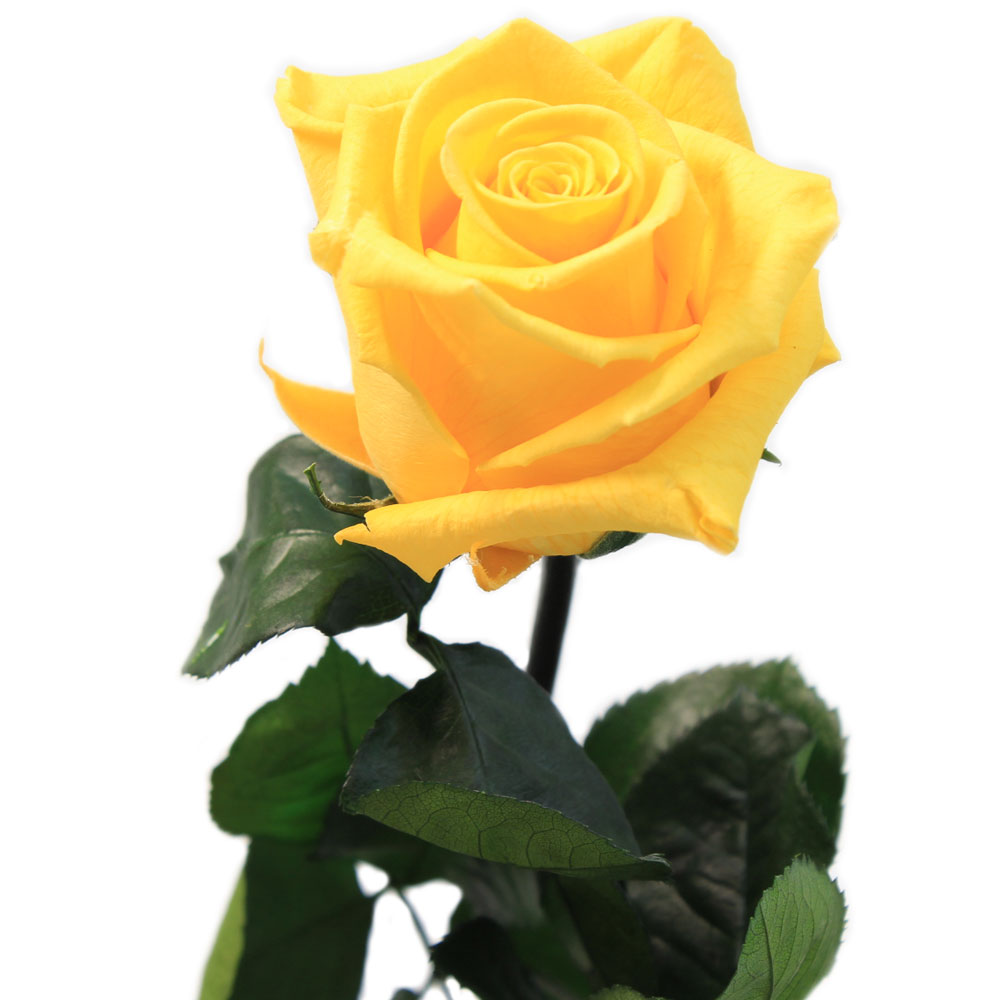 Rosa preservada amarilla – Flores Coclico