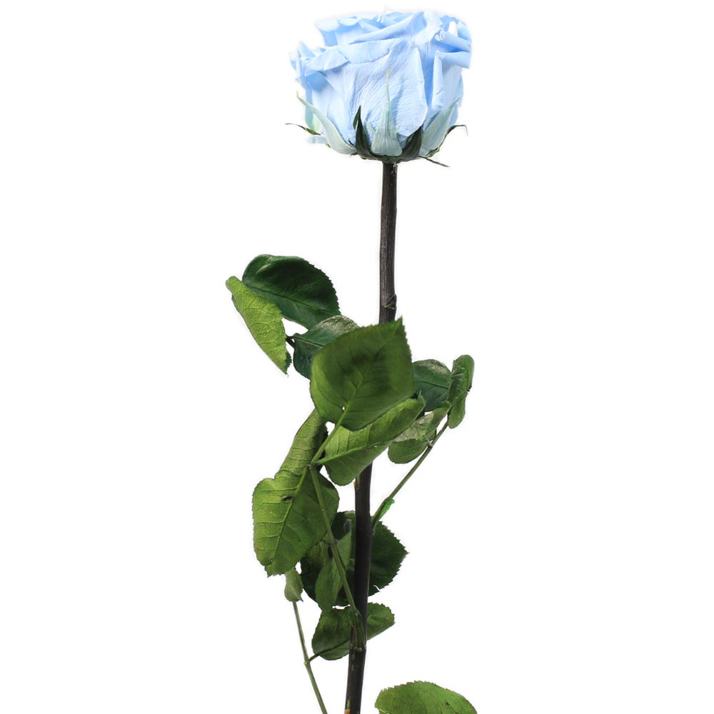 Rosa preservada azul claro – Flores Coclico