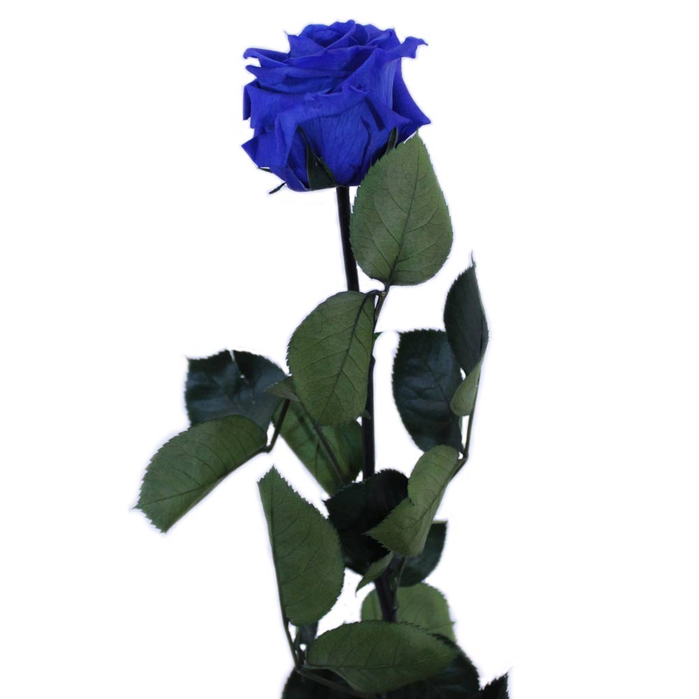 Rosas Eternas Cuenca - Azul eléctrico. Un color mágico para tus rosas