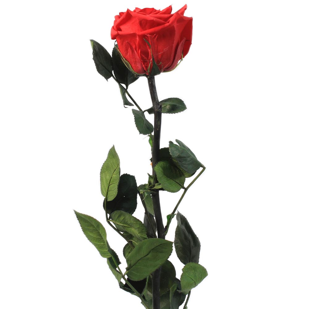 Rosa preservada roja – Flores Coclico