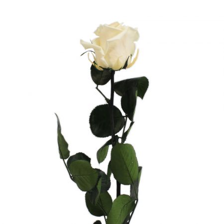 Rosa preservada negra – Flores Coclico