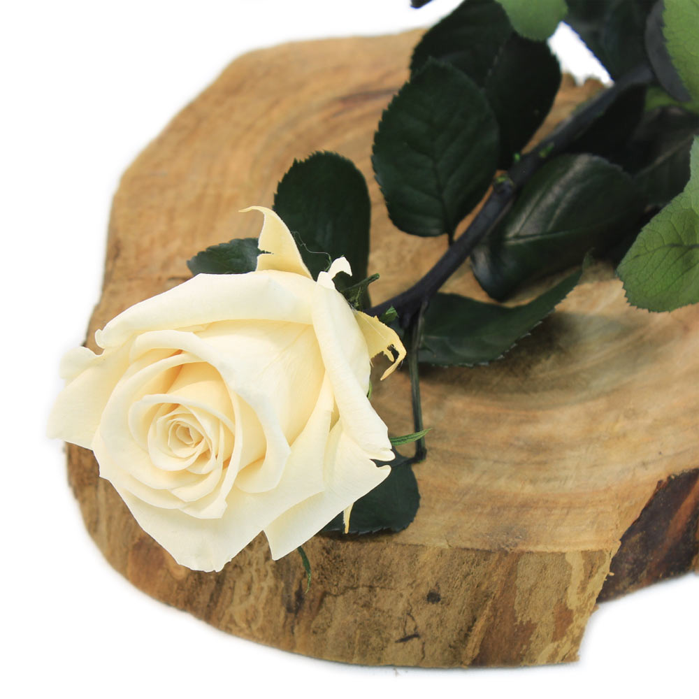 Rosa preservada crema – Flores Coclico