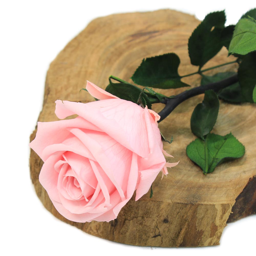 Rosa preservada rosa pequeña – Flores Coclico