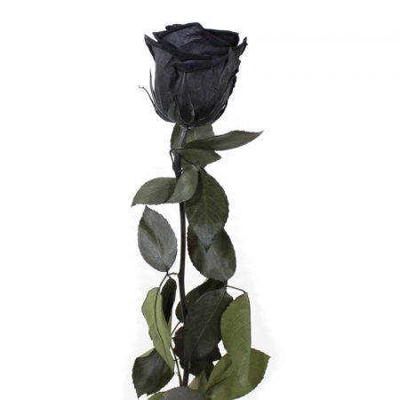 rosa eterna negra