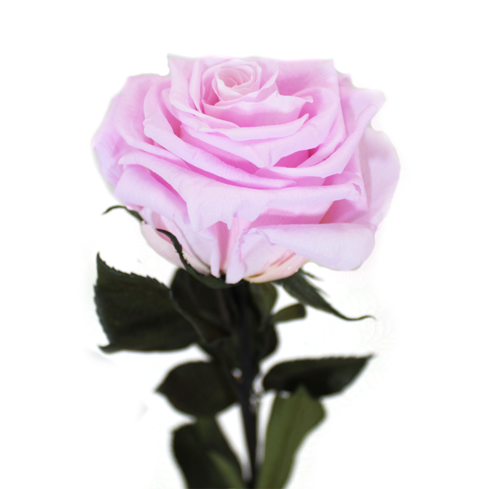 Rosa preservada lavanda pequeña – Flores Coclico