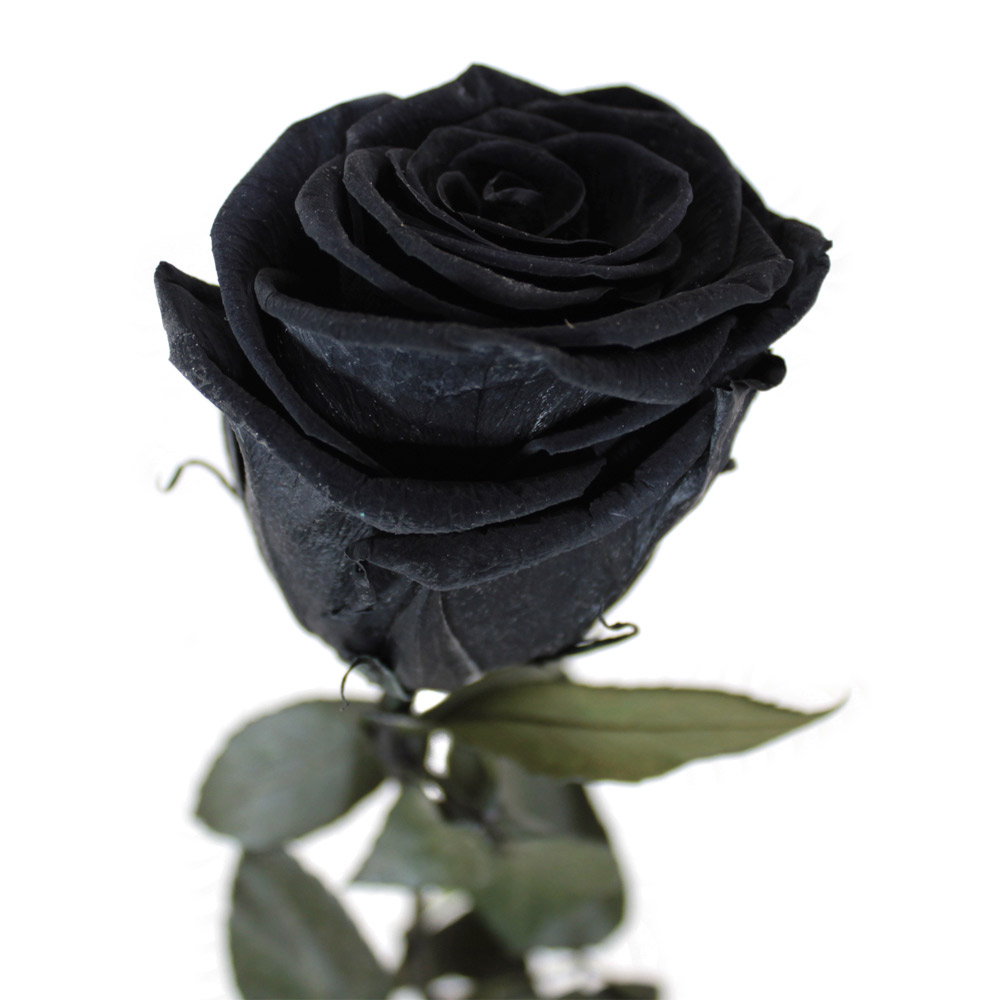 Rosa preservada negra – Flores Coclico