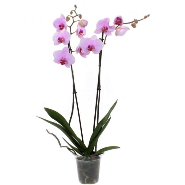 orquidea-rosa